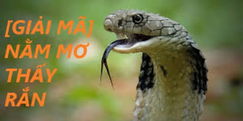 giai-ma-y-ngia-nam-mo-thay-ran-diem-gi-tai-33win